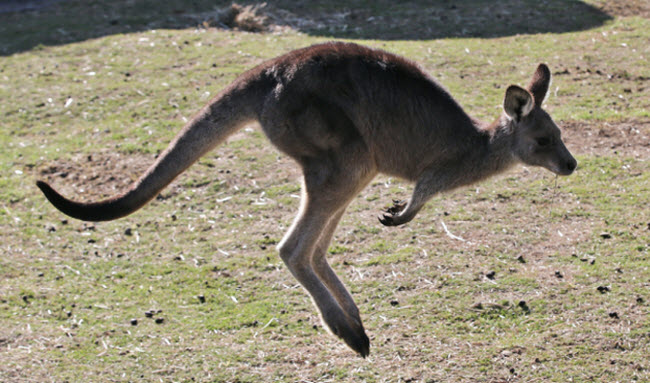 كل ما تريد معرفته عن حيوان الكنغر