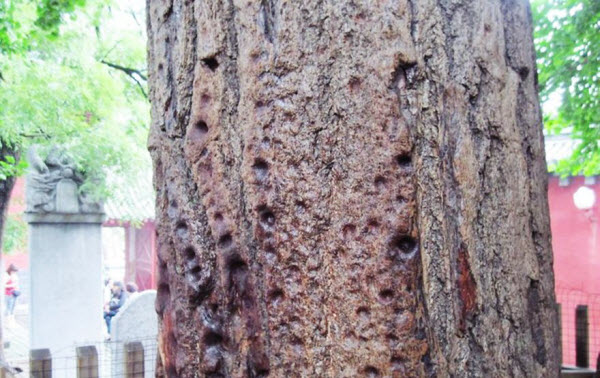 إحدي أشجار التدريبات لرهبان الشاولين و تظهر أصابع المتدربين عليها
