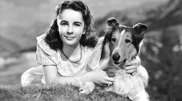 الفنانة إليزابيث تايلور مع الكلبة لاسي في فيلم " لاسي عادت للمنزل "