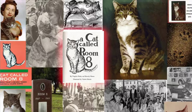 قصة قطة الغرفة رقم 8 التي ساهمت في تطوير مدرسة إبتدائية و تعليم تلاميذها