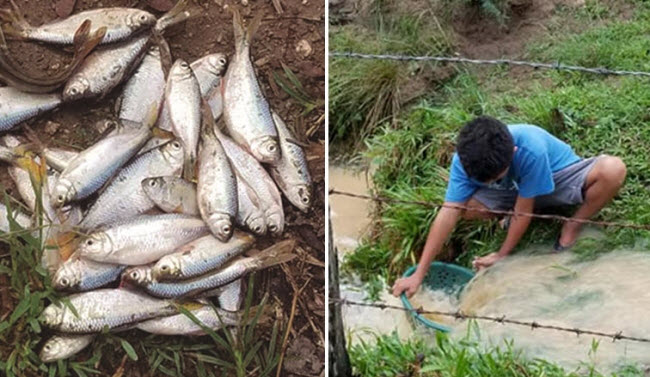 أمطار الأسماك .. ظاهرة سنوية فريدة من نوعها تشهدها بلدة هندوراسية