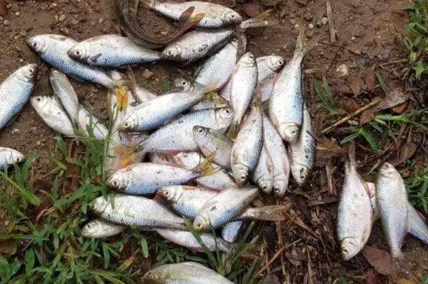 أمطار الأسماك .. ظاهرة سنوية فريدة من نوعها تشهدها بلدة هندوراسية