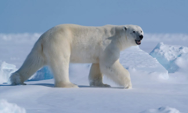 معلومات عن الدب القطبي