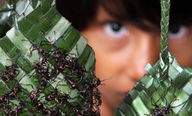 لدغة نملة الرصاصة .. إختبار مؤلم يخوضه فتيان شعب الماوي لضمان إكتمال بلوغهم