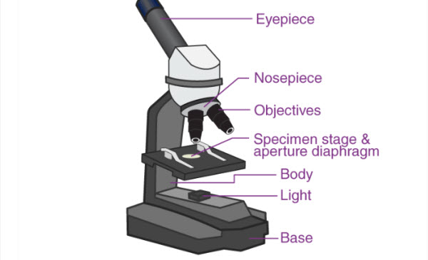 الميكروسكوب البسيط