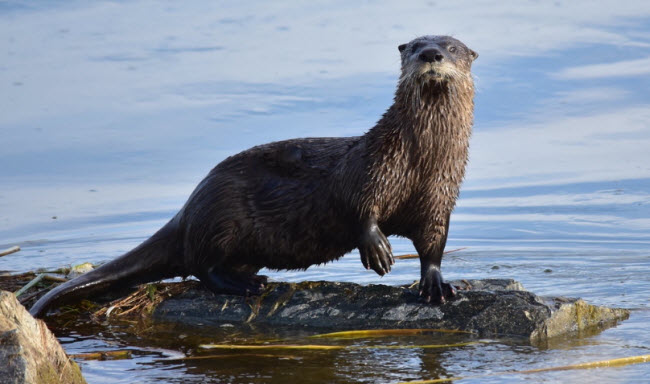 ما هو ثعلب الماء ؟ كيف يعيش ثعلب الماء ؟