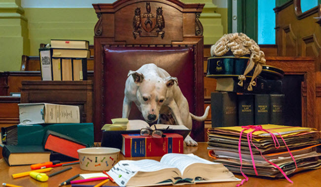 تاريخ أوروبا المجنون في محاكمة الحيوانات و إعدامها