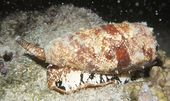 الحلزون المخروطي .. كائن صغير لديه القدرة علي قتل عشرات الأشخاص