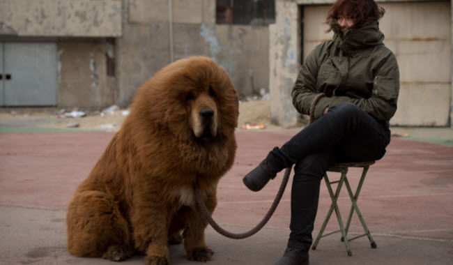 حديقة حيوان صينية تخدع زائريها و تضع كلب تبتي للتظاهر بأنه أسد