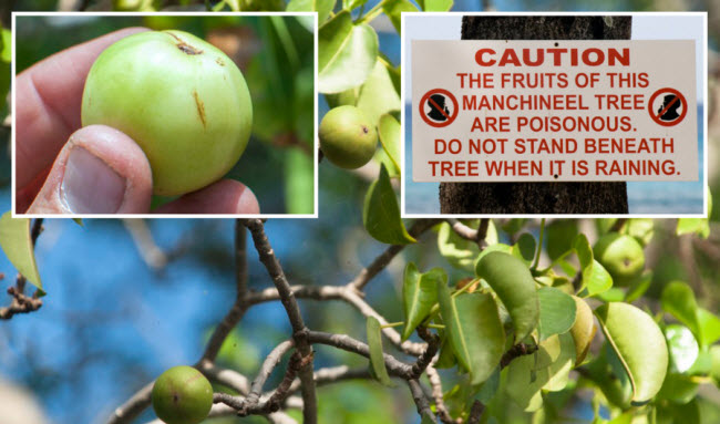 تعرف علي شجرة المانشنيل أكثر الأشجار السامة علي وجه الأرض