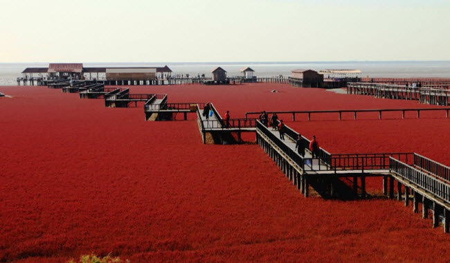 الشاطئ الأحمر .. بقعة ساحرة علي ضفاف نهر لياوهي الصيني