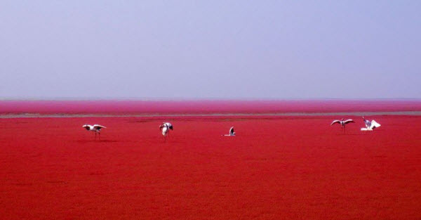 الشاطئ الأحمر .. بقعة ساحرة علي ضفاف نهر لياوهي الصيني  