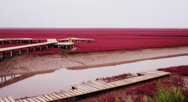 الشاطئ الأحمر .. بقعة ساحرة علي ضفاف نهر لياوهي الصيني  