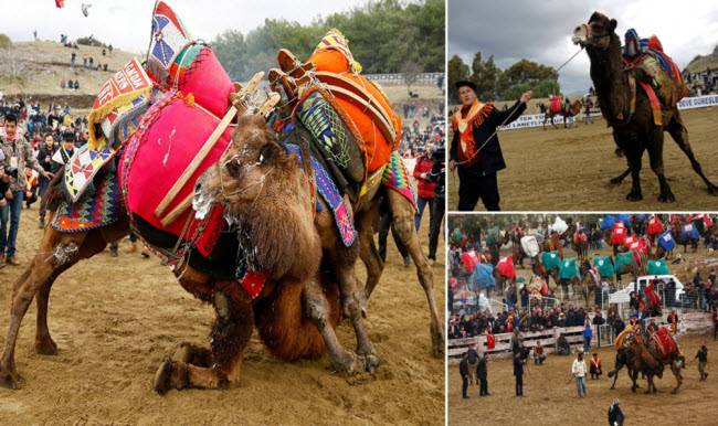 مصارعة الجمال .. رياضة يتنافس فيها إثنان من الإبل إحياء للتراث التركي