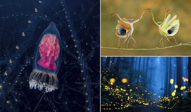 25 صورة قام المصورين بإلتقاطها و تبرز مدي جمال الطبيعة