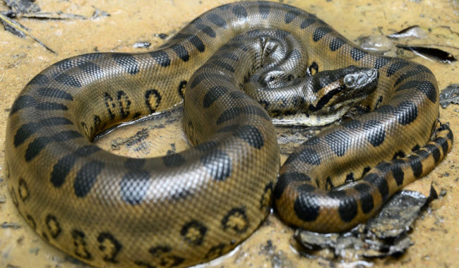 معلومات عن الأناكوندا