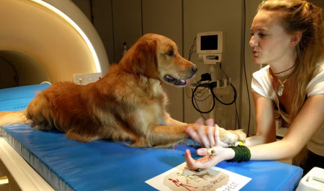 عصر جديد من التواصل .. كيف تقترب التكنولوجيا من جعل الكلاب تتحدث مع البشر