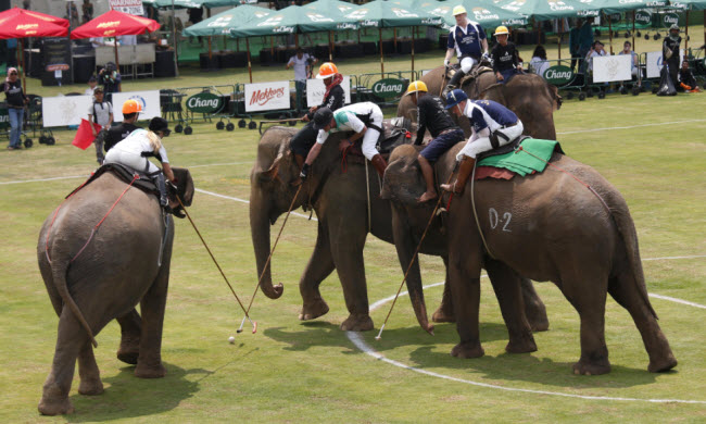 بولو الأفيال .. لعبة ترفيهية تبرز العلاقة القوية بين الإنسان و الحيوان