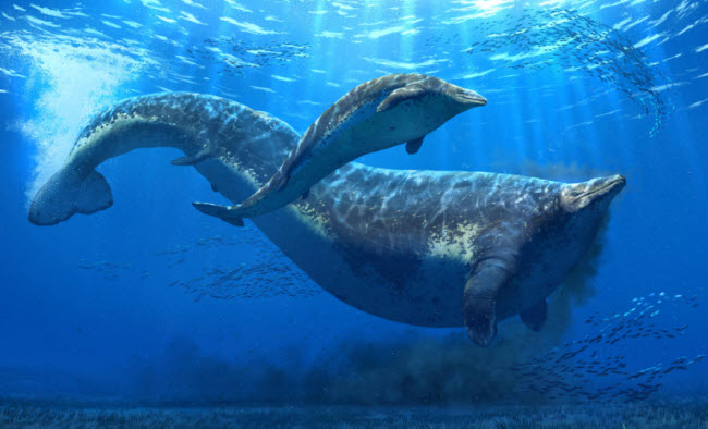 بيروسيتوس كولوسوس .. حوت من الماضي يهدد عرش ضخامة الحوت الأزرق