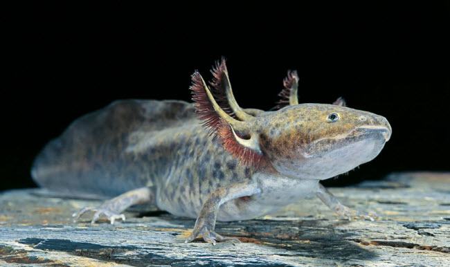 ما هو سمندل الماء