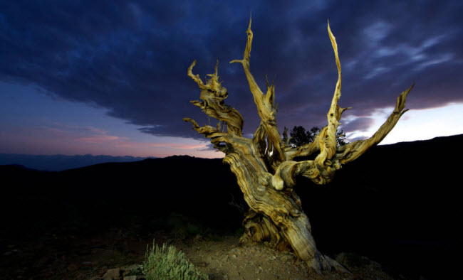 ميثوسيلاه .. تعرف علي أقدم شجرة في العالم