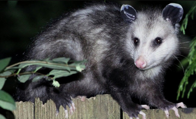 ما هو حيوان الأوبوسوم