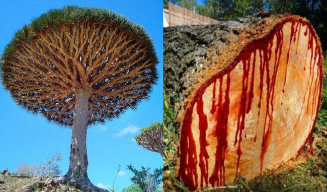 شجرة دم التنين ... معجزة سقطرى التي تنزف دماءً و تواجه خطر الإنقراض