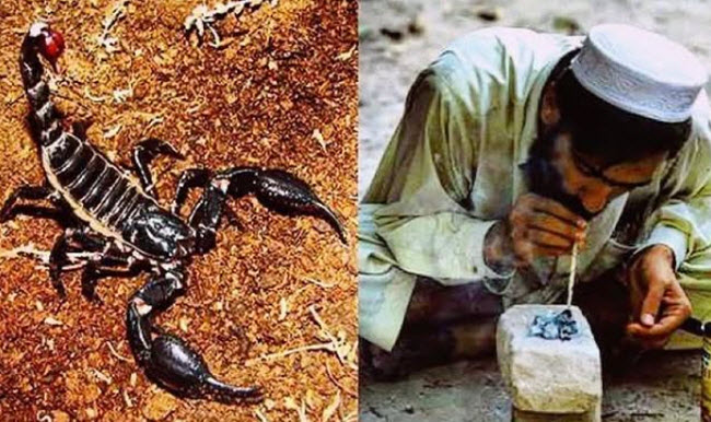 تدخين العقارب .. عادة باكستانية غريبة تتحول فيها السموم إلي نشوة قاتلة