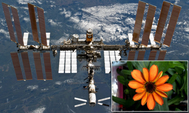 زهرة في الفضاء .. كيف غيرت زهرة الزينيا فهمنا للحياة خارج الأرض